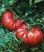 photo Burpee Steakhouse Hybrid 25 Non-GMO Large Beefsteak Garden Produces Giant 3 LB Fresh Tomatoes | Vegetable Seeds for Planting 2023-2022