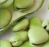 photo: You can buy Aquadulce Fava Bean Seeds, 25 Premium Heirloom Seeds Per Packet, Non GMO Seeds, Botanical Name: Vicia faba, Isla's Garden Seeds online, best price $6.75 ($0.27 / Count) new 2024-2023 bestseller, review