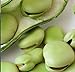 photo Aquadulce Fava Bean Seeds, 25 Premium Heirloom Seeds Per Packet, Non GMO Seeds, Botanical Name: Vicia faba, Isla's Garden Seeds 2024-2023