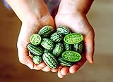 photo: You can buy Mouse Melon Seeds | 20 Seeds | Grow This Exotic and Rare Garden Fruit | Cucamelon Seeds, Tiny Fruit to Grow online, best price $6.96 ($0.35 / Count) new 2024-2023 bestseller, review