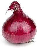 photo: You can buy Red Grano Onion Seeds, 300 Heirloom Seeds Per Packet, (Short Day) Non GMO Seeds, Botanical Name: Allium cepa, Isla's Garden Seeds online, best price $5.99 ($0.02 / Count) new 2024-2023 bestseller, review