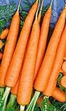 photo: You can buy 1200 Tendersweet Carrot Seeds | Non-GMO | Fresh Garden Seeds online, best price $6.95 ($0.01 / Count) new 2024-2023 bestseller, review