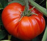 foto: comprar 50 piezas de semillas de tomate reliquia de jardín que crece grandes frutos rojos regordetes variedades exóticas de verduras on-line, mejor precio 4,99 € nuevo 2024-2023 éxito de ventas, revisión