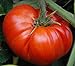 foto 50 piezas de semillas de tomate reliquia de jardín que crece grandes frutos rojos regordetes variedades exóticas de verduras 2024-2023