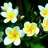 photo: acheter Lot de 100 graines de fleurs de frangipanier hawaïen pour le jardinage en ligne, meilleur prix 3,89 € nouveau 2024-2023 best-seller, examen