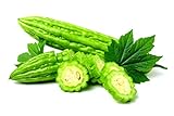 photo: You can buy Smooth Bitter Melon Vine Seeds for Planting - 10 Seeds - Bitter Melon Rare and Hard to Find. Ships from Iowa, USA online, best price $9.29 ($0.93 / Count) new 2024-2023 bestseller, review
