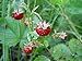 photo Strawberry Seeds, Woodland Wild Strawberry Fruit/Plant Seeds, 150 Strawberry Seeds Per Packet, Non GMO Seeds, (Fragaria vesca), Isla's Garden Seeds 2024-2023