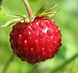 photo: You can buy Big Pack - (5,000) Wild Strawberry, Fragaria vesca Seeds - Non-GMO Seeds by MySeeds.Co (Big Pack - Wild Strawberry) online, best price $9.99 ($0.00 / Count) new 2024-2023 bestseller, review