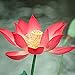 photo 10 Pièces Lotus Frais Des Graines Fleur De Nénuphar Rouge Pour La Plantation De Serre De Fleurs D'été Pousse Toute L'année Belle Décoration De Paysage 2024-2023