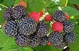 photo: You can buy Raspberry Great Garden Fruit Bush by Seed Kingdom (800 Seeds) online, best price $12.95 new 2024-2023 bestseller, review