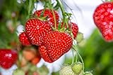 photo: You can buy Giant Strawberry Seeds, (Isla's Garden Seeds), 50 Heirloom Seeds Per Packet, Non GMO Seeds, Botanical Name: Fragaria vesca online, best price $8.65 ($0.17 / Count) new 2024-2023 bestseller, review