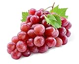 photo: You can buy 20+ Red Concord Grape Seeds - Grow Grape Vines for Wine Making, Fruit Dessert - Made in USA, Ships from Iowa. online, best price $9.09 new 2024-2023 bestseller, review