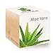 foto Feel Green 296244 Ecocube Aloe Vera, Nachhaltige Geschenkidee (100% Eco Friendly), Grow Your Own/Anzuchtset, Pflanzen Im Holzwürfel, Made in Austria 2023-2022