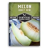 photo: You can buy Survival Garden Seeds - Honeydew Melon Seed for Planting - Packet with Instructions to Plant and Grow Delicious Honey Dew Melons for Eating in Your Home Vegetable Garden - Non-GMO Heirloom Variety online, best price $4.99 new 2024-2023 bestseller, review