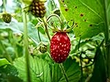 photo: You can buy Alpine Wild Strawberry Deesse des Valles Runnerless Remontant About 100 Seeds online, best price $6.99 new 2024-2023 bestseller, review