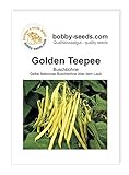 foto: jetzt Bohnensamen Golden Teepee Buschbohne Portion Online, bester Preis 1,75 € neu 2024-2023 Bestseller, Rezension