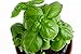 photo 150 Genovese Basil Seeds for Planting - Heirloom Non-GMO USA Grown Premium Sweet Basil Seeds by RDR Seeds 2024-2023