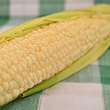 photo: You can buy Country Gentleman Sweet Corn - 50 Seeds - Heirloom & Open-Pollinated Variety, USA-Grown, Non-GMO Vegetable Seeds for Planting Outdoors in The Home Garden, Thresh Seed Company online, best price $7.99 new 2024-2023 bestseller, review