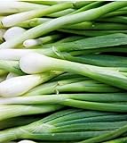 photo: You can buy 300 Tokyo Long White Bunching Onion Seeds | Non-GMO | Fresh Garden Seeds online, best price $5.95 new 2024-2023 bestseller, review