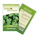 foto: jetzt Winterpostelein Winterportulak Samen - Claytonia perfoliata - Portulaksamen - Gemüsesamen - Saatgut für 250 Pflanzen Online, bester Preis 1,99 € (0,01 € / stück) neu 2024-2023 Bestseller, Rezension