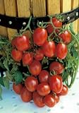 photo: You can buy Salerno Seeds Grape Tomato Crovarese Pomodoro Heirloom Tomato 3 Grams Made in Italy Italian Non-GMO online, best price $4.99 new 2024-2023 bestseller, review