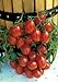 photo Salerno Seeds Grape Tomato Crovarese Pomodoro Heirloom Tomato 3 Grams Made in Italy Italian Non-GMO 2024-2023