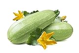 photo: You can buy Summer Squash, Zucchini Grey Seeds online, best price $5.99 new 2024-2023 bestseller, review