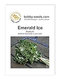 foto: jetzt Kohlsamen Emerald Ice Bündelkohl Portion Online, bester Preis 2,95 € neu 2024-2023 Bestseller, Rezension