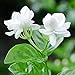 photo 50Pièces graines de jasmin blanc fleurs à double tête graines de fleurs d'escalade vivaces petit parfum agréable et frais 2024-2023