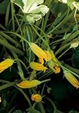 photo: You can buy Salerno Seeds Squash Zucchini Blossoms Only Fiori Alberello 8 Grams Made in Italy Italian Non-GMO online, best price $4.99 new 2024-2023 bestseller, review