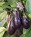 photo Burpee Patio Baby Eggplant Seeds 30 seeds 2023-2022