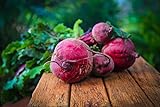 photo: You can buy Detroit Dark Red Beet Seeds online, best price $3.99 new 2024-2023 bestseller, review
