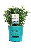 photo: You can buy Bushel and Berry™ - Vaccinium Pink Icing (Blueberry) Edible-Shrub, , #2 - Size Container online, best price $33.99 new 2024-2023 bestseller, review