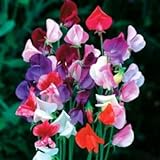 photo: You can buy Beautiful Royal Sweet Pea Flower, 25 Heirloom Flower Seeds Per Packet, Non GMO Seeds online, best price $5.99 ($0.24 / Count) new 2024-2023 bestseller, review