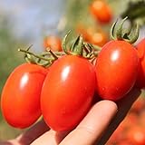 photo: You can buy Roma Tomato Seeds (50 Seeds) online, best price $1.99 ($0.04 / Count) new 2024-2023 bestseller, review