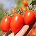 photo Roma Tomato Seeds (50 Seeds) 2022-2021