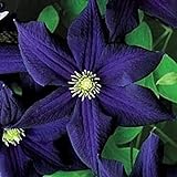 photo: You can buy 50 Dark Purple Clematis Seeds Bloom Climbing Perennial Flowers Seed Flower Vine Climbing Perennial online, best price $9.99 new 2024-2023 bestseller, review