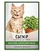 photo Catnip Seeds for Planting is A Heirloom, Non-GMO Herb Variety- Nepeta Cataria Herb Seeds Great for Indoor and Outdoor Gardening and Indoor Outdoor Cats by Gardeners Basics 2024-2023