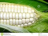 foto: jetzt Weisser Mais - Zuckermais - 20 Samen - sehr süßer asiatischer Maissamen Online, bester Preis 2,29 € neu 2024-2023 Bestseller, Rezension