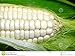 foto Weisser Mais - Zuckermais - 20 Samen - sehr süßer asiatischer Maissamen 2024-2023