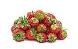 photo: You can buy Seascape Everbearing Strawberry Bare Roots Plants, 25 per Pack, Hardy Plants Non GMO online, best price $15.99 new 2024-2023 bestseller, review