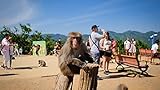 photo: You can buy Monkey see, monkey do? Feed Japanese monkeys at Arashiyama Monkey Park online, best price $69.00 new 2024-2023 bestseller, review