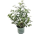 photo: You can buy Premier Plant Solutions 19558 High Bush Plants That Work Blueberry (Vaccinium) Duke, 1 Gallon online, best price $19.86 new 2024-2023 bestseller, review