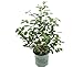 photo Premier Plant Solutions 19558 High Bush Plants That Work Blueberry (Vaccinium) Duke, 1 Gallon 2024-2023