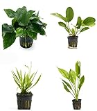 photo: You can buy 4 Potted Live Aquarium Plants Bundle - Anubia, Amazon Sword, Kleiner Bar, Narrow Leaf online, best price $26.75 new 2024-2023 bestseller, review