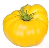 photo: acheter Graines de tomate, jaune Brandywine, tomates jaunes, tomates Heirloom non Ogm 50ct en ligne, meilleur prix 5,45 € nouveau 2024-2023 best-seller, examen