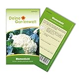 foto: jetzt Blumenkohl Erfurt Samen - Brassica oleracea - Blumenkohlsamen - Gemüsesamen - Saatgut für 80 Pflanzen Online, bester Preis 1,99 € (0,02 € / stück) neu 2024-2023 Bestseller, Rezension
