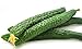 photo Cucumber Seeds for Planting Vegetables and Fruits-Asian Suyo Long Cucumber Plant Seeds,Burpless Non GMO Garden Seeds Vegetable Seeds,Oriental Chinese Cucumber Seeds-11ct Veggie Seeds China Long Hybrid 2022-2021