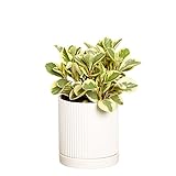 photo: You can buy Greendigs Peperomia Plant in White Ceramic Fluted 5-Inch Pot - Pet-Friendly Houseplant, Pre-potted with Premium Soil online, best price $34.73 new 2024-2023 bestseller, review