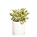 photo Greendigs Peperomia Plant in White Ceramic Fluted 5-Inch Pot - Pet-Friendly Houseplant, Pre-potted with Premium Soil 2024-2023
